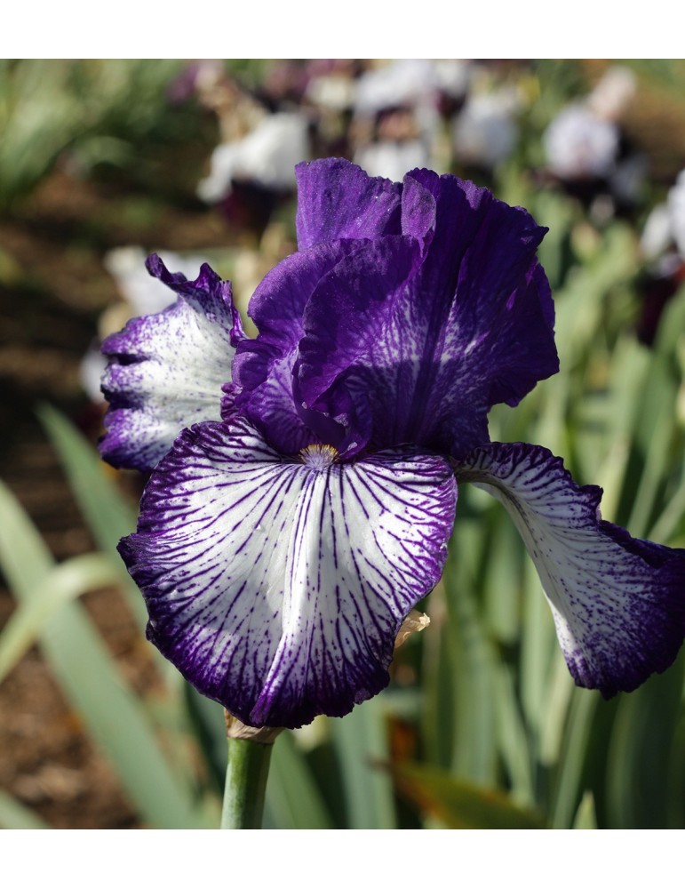 Grand iris blanc à bordure bleu violet sombre strié, fleur hâtive, obtenteur Schreiner de 1997