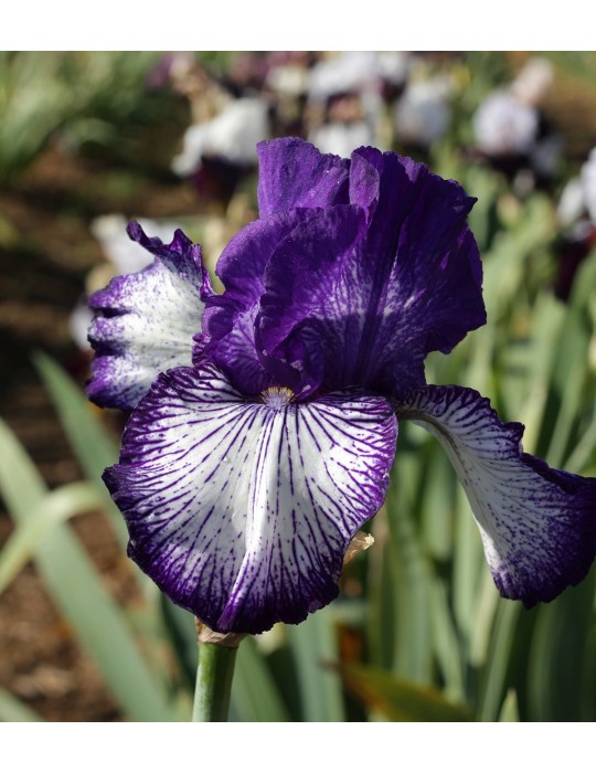 Grand iris blanc à bordure bleu violet sombre strié, fleur hâtive, obtenteur Schreiner de 1997