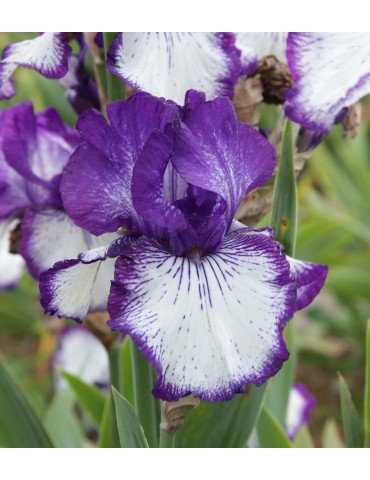Grand iris blanc à bordure bleu violet sombre strié, fleur hâtive, obtenteur Schreiner de 1997 2