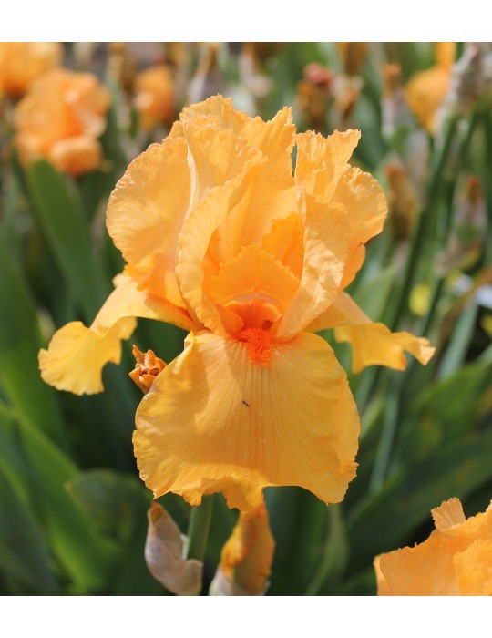 Grand iris FEU FOLLET orange- Iris du Val de Drôme