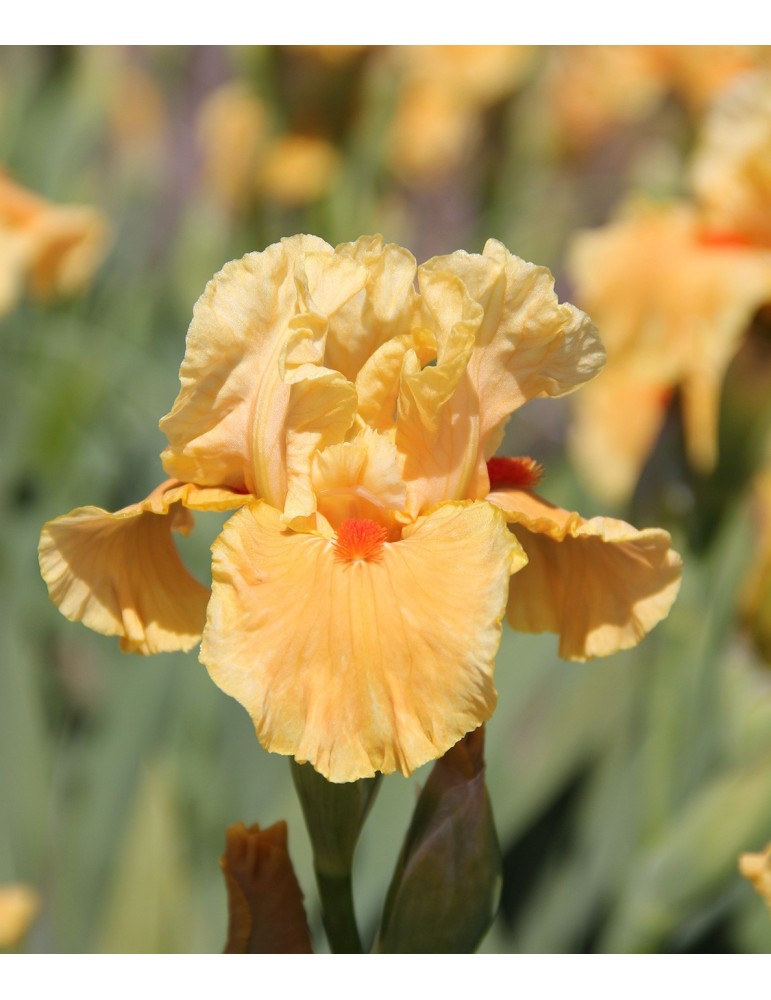 Iris intermédiaire FRUIT COCKTAIL - Iriseraie à Grâne