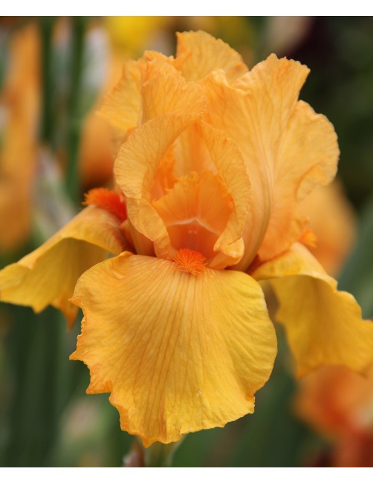 Grand iris FEU FOLLET orange- Iris du Val de Drôme