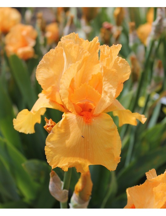 Grand iris FEU FOLLET orange- Iris du Val de Drôme