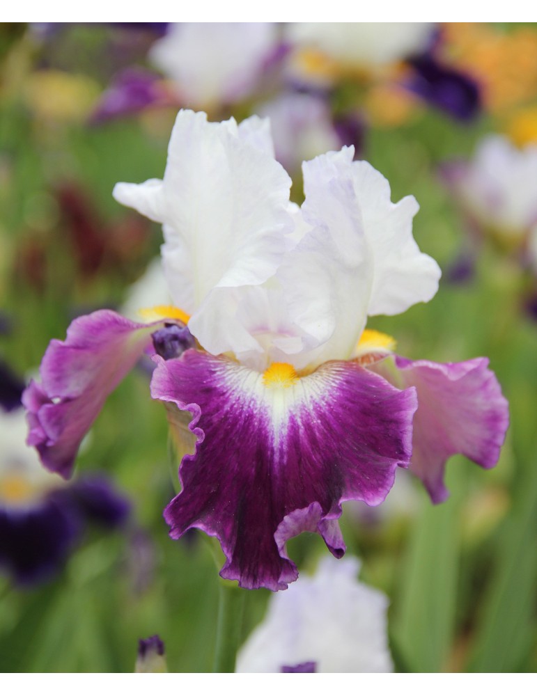 Iris à fleur blanche violette CHARLIE