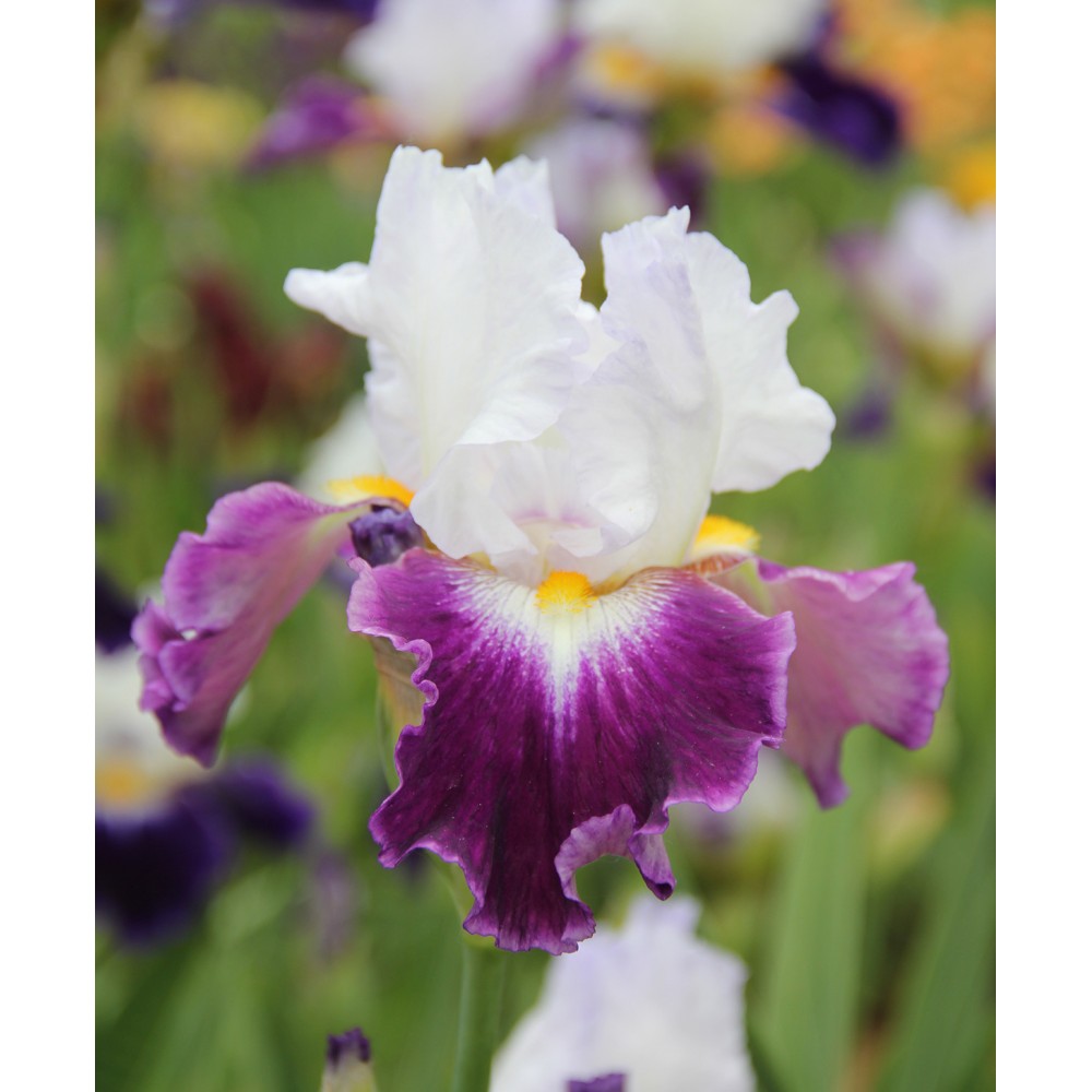 Iris à fleur blanche violette CHARLIE