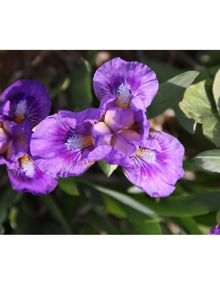 Iris nain violet WIZARD'S RETURN -
