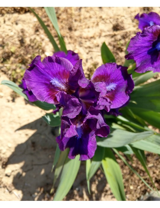 Fleur d'iris nain violette BOURGEOIS -Iriseraie BOIS-SOULIER