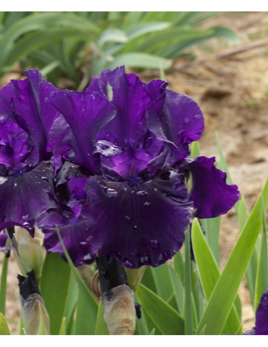 Iris intermédiaire MIDSUMMER NIGHT'S DREAM