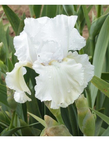 Fleur d'iris blanc WEDDING VOW - Achat en ligne