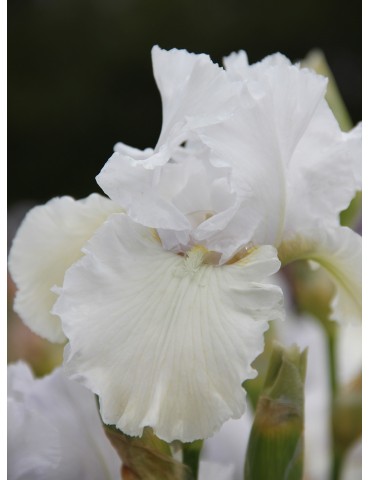 Fleur d'iris blanc WEDDING VOW - Achat en ligne 2