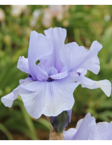 Iris de jardin CODICIL - Iris du Val de Drôme