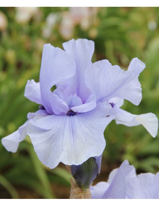 Iris de jardin CODICIL - Iris du Val de Drôme