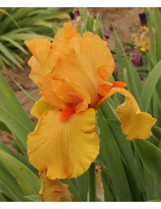 Iris barbu orange FEU DU CIEL