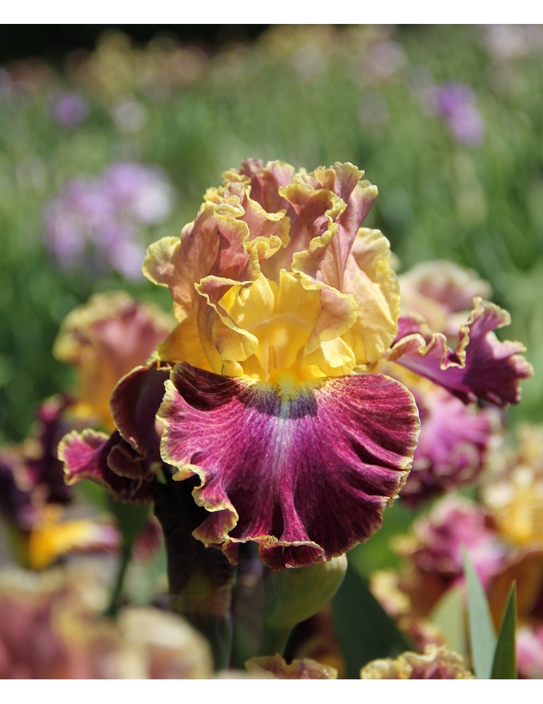 Iris luminata  HIGH MASTER