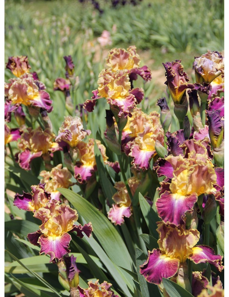 Iris luminata  HIGH MASTER