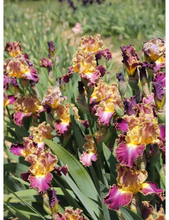 Iris luminata  HIGH MASTER