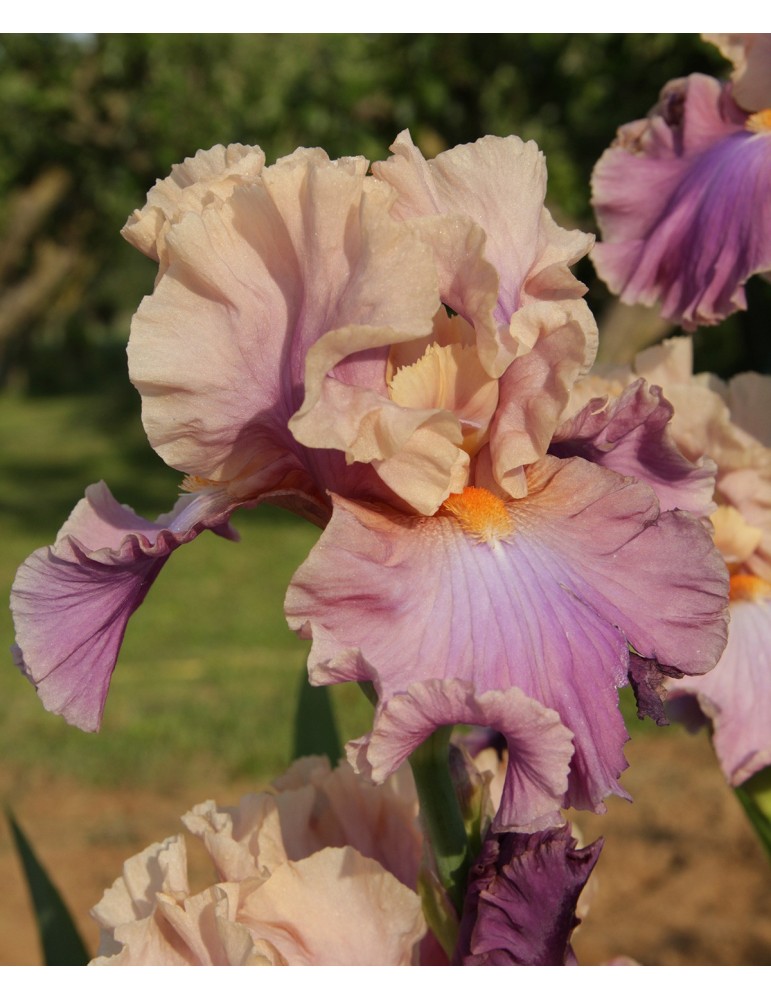 Iris de jardin CHASING RAINBOWS - Vente en ligne