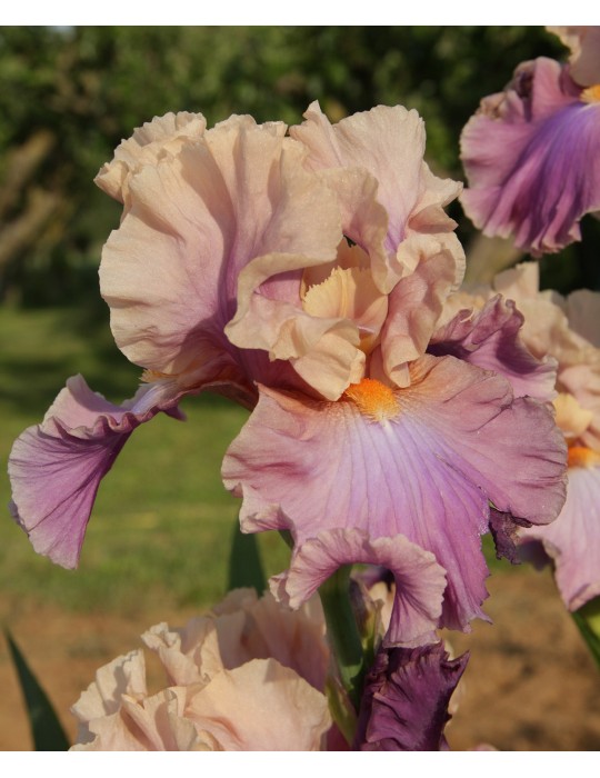 Iris de jardin CHASING RAINBOWS - Vente en ligne