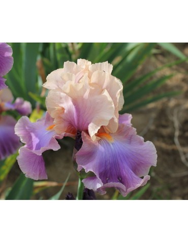 Iris de jardin CHASING RAINBOWS - Vente en ligne 2