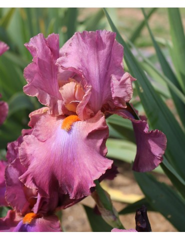 Grand iris SAMBUCA ROSA - pépinière BOIS-SOULIER Grâne