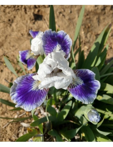 iris nain blan et bleu BOO- Iris du Val de Drôme