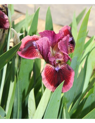 Iris nain CAT'S EYE - Iris du Val de Drôme 2