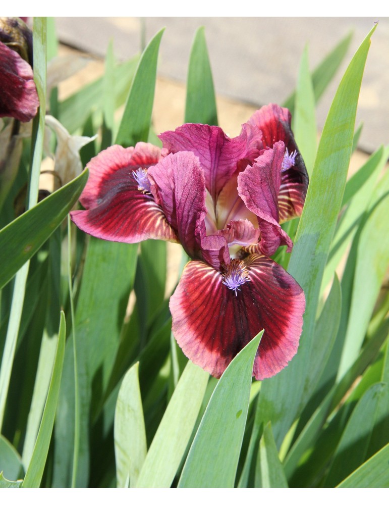 Iris nain CAT'S EYE - Iris du Val de Drôme