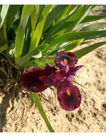 Iris nain strandard MINI DRAGON - Iris du Val de Drôme