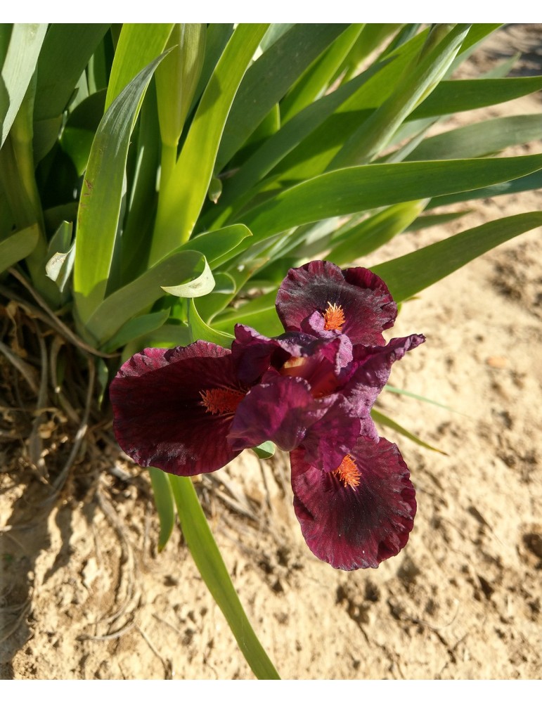 Iris nain strandard MINI DRAGON - Iris du Val de Drôme