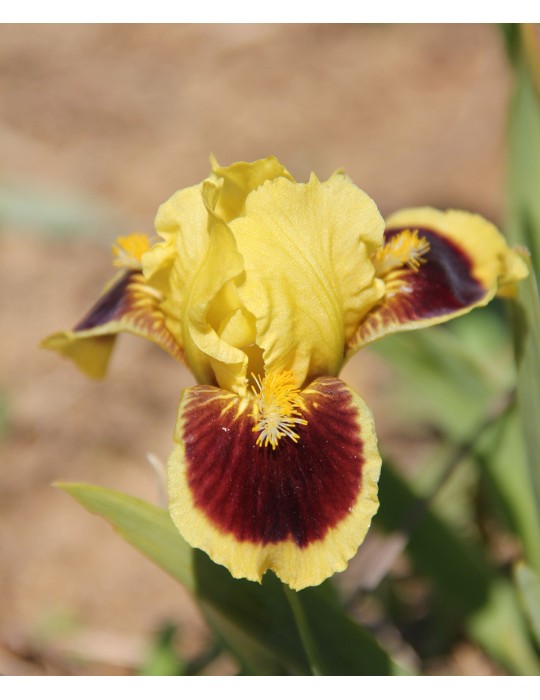 Iris nain ULTIMATE- Iris du Val de Drôme