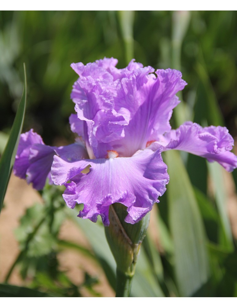 Iris EXCUSE ME DARLING - Iris du Val de Drôme