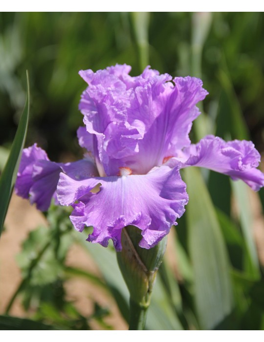 Iris EXCUSE ME DARLING - Iris du Val de Drôme