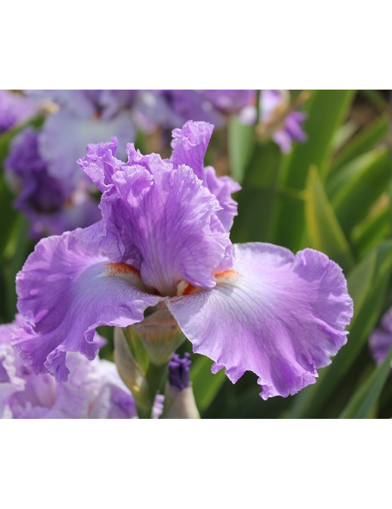 Iris EXCUSE ME DARLING - Iris du Val de Drôme