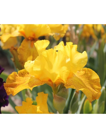 Iris FERIA DE NIMES