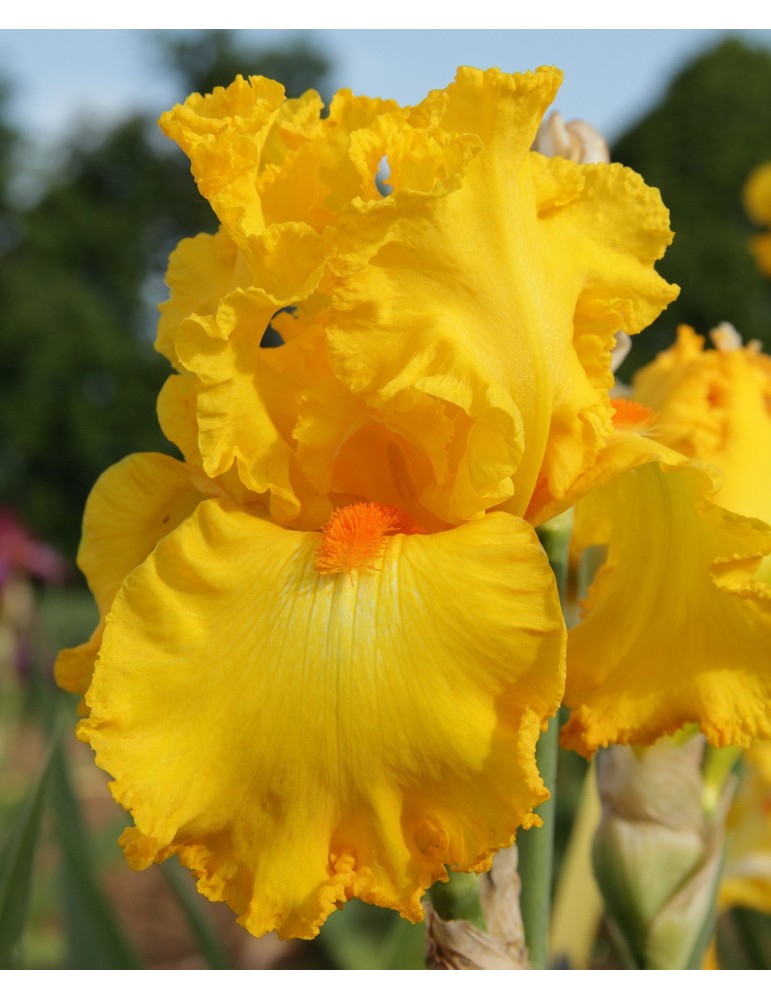 Fleur d'iris jaune THROB - Iris du Val de Drôme