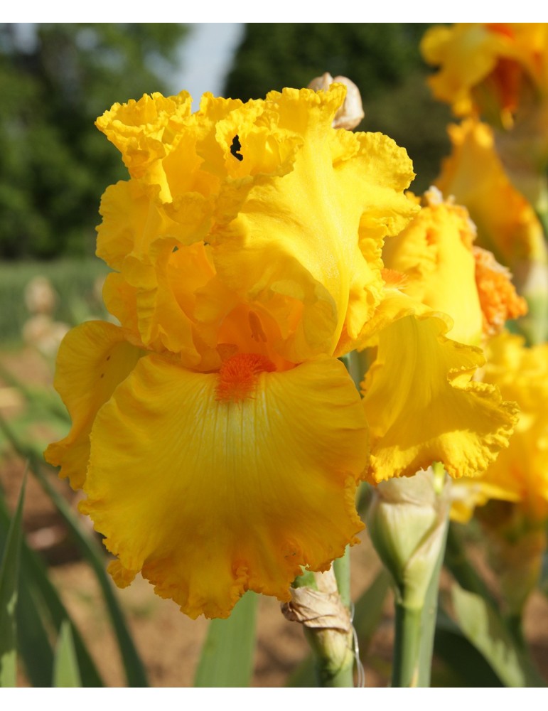 Fleur d'iris jaune THROB - Iris du Val de Drôme