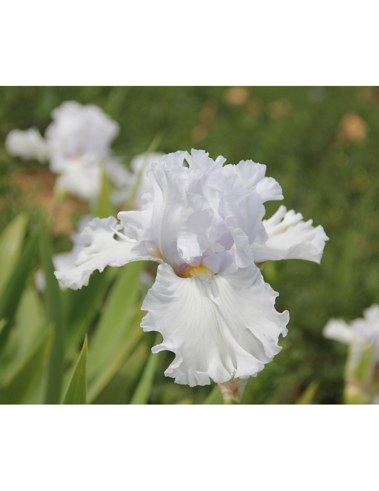 Iris blanc PURE INNOCENCE - Iris du Val de Drôme