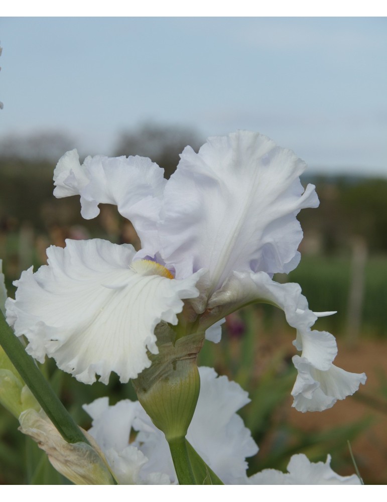 Iris blanc PURE INNOCENCE - Iris du Val de Drôme
