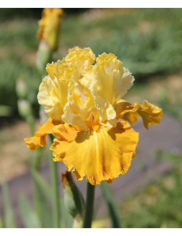 Grand iris CARAMEL DREAM - iriseraie à Grâne dans la Drôme