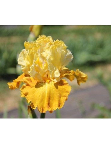 Grand iris CARAMEL DREAM - iriseraie à Grâne dans la Drôme 2