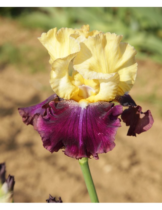 Iris barbue JAMAICAN DREAM - Iris du Val de Drôme
