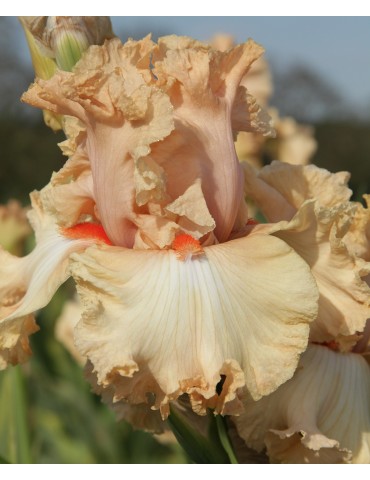 Fleur d'iris SWEET LATTE - Vendu chez Hélène et Marie BOIS-SOULIER