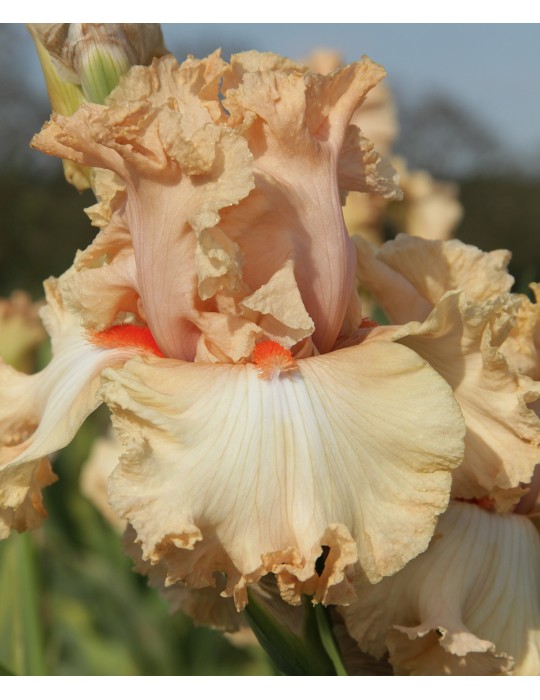 Fleur d'iris SWEET LATTE - Vendu chez Hélène et Marie BOIS-SOULIER