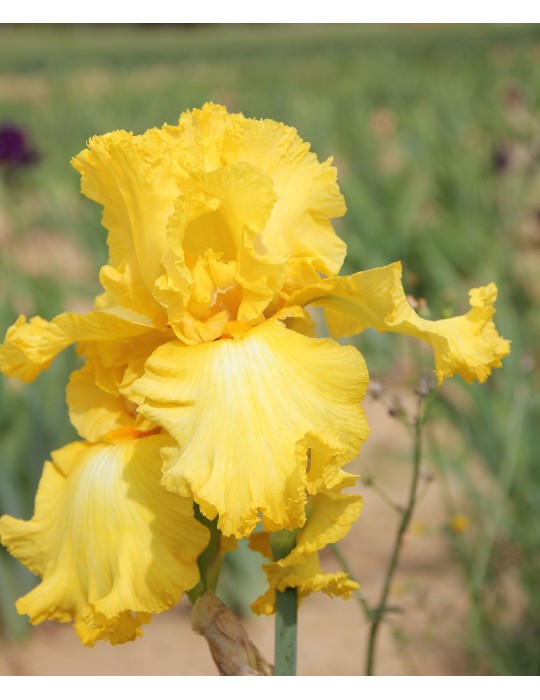 Rhizome d'iris LACY BRILLANCE - Pépinière à Grâne Rhizome d'iris LACY BRILLANCE - Pépinière à Grâne