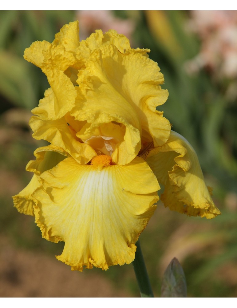 Rhizome d'iris LACY BRILLANCE - Pépinière à Grâne