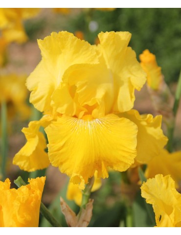 Iris YELLOWCAKE DOWN UNDER - Iris du Val de Drôme à Grâne