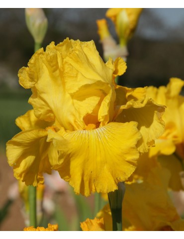 Iris YELLOWCAKE DOWN UNDER - Iris du Val de Drôme à Grâne 2