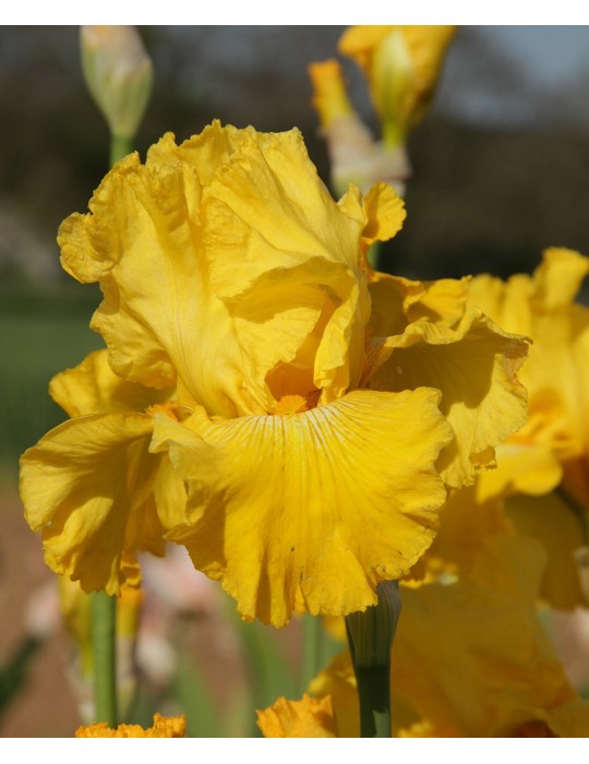 Iris YELLOWCAKE DOWN UNDER - Iris du Val de Drôme à Grâne
