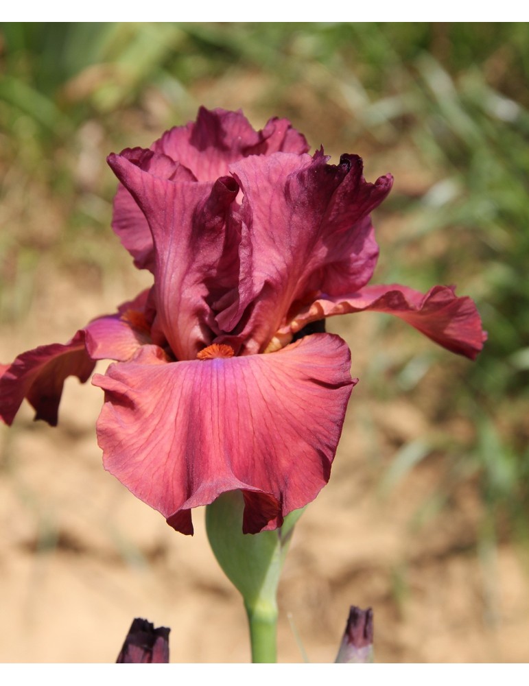 Grand iris POPSTAR de couleur framboise