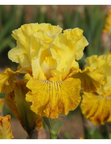 Iris barbue BRIGHT SUNSHINY DAY - Achat en ligne